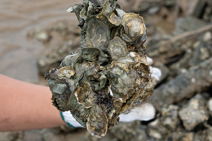 Restaurants Donating Spent Oyster Shells To Help Rehabilitate Reefs