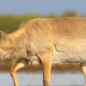 The Once Endangered Saiga Now Roaming Central Asia