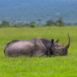21 Black Rhinos Found New Home To Thrive In Kenya