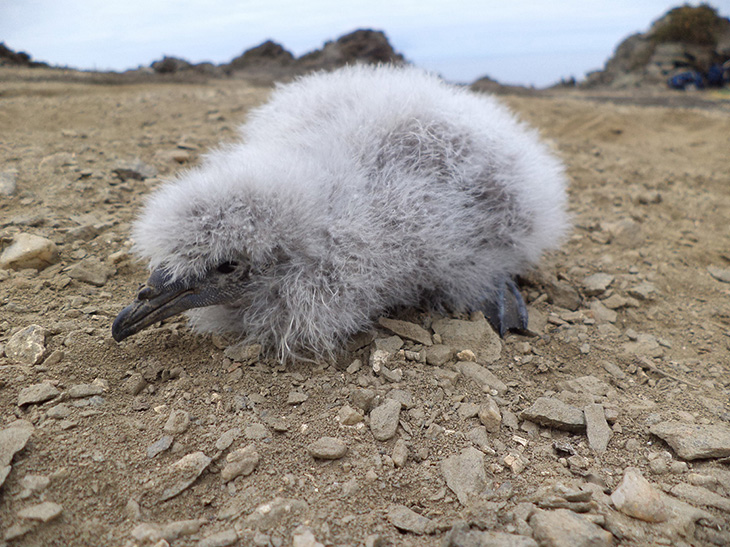 Seabirds Once Enlisted As Endangered Thriving In The Absence Of Rabbits