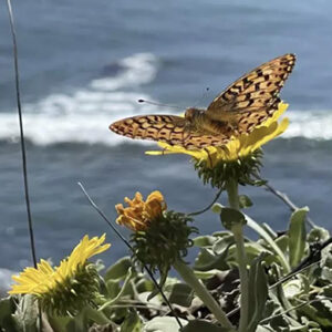 Endangered Butterflies To Be Released Along California Coast After Given $1.5 Million Private Grant