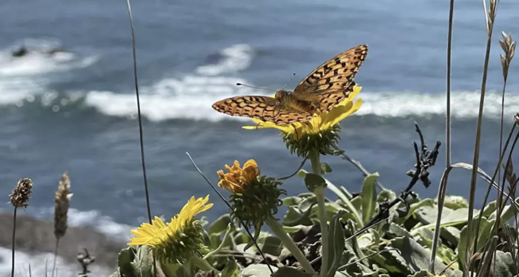Endangered Butterflies To Be Released Along California Coast After Given $1.5 Million Private Grant