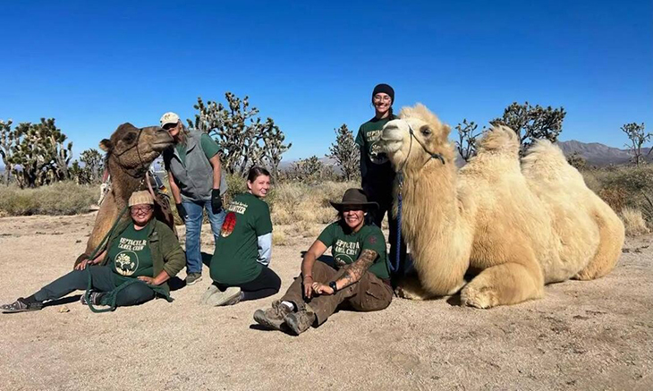 These Beloved Camels Are Helping Restore The Iconic Joshua Tree Population In The Mojave Desert After Fires