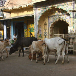 A New Sustainable Sewage Designed By An Indian IT Student With The Sacred Cow As His Inspiration