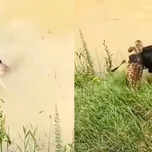 Brave Black Labrador Rescues Fawn From Drowning