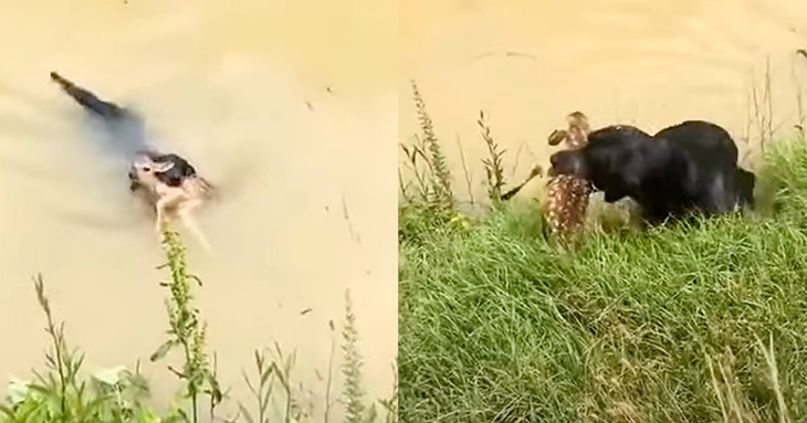 Brave Black Labrador Rescues Fawn From Drowning