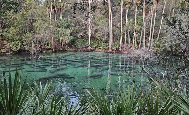 1,000 Manatees Seek Refuge In Florida State Park To Keep Warm During The Winter Chill