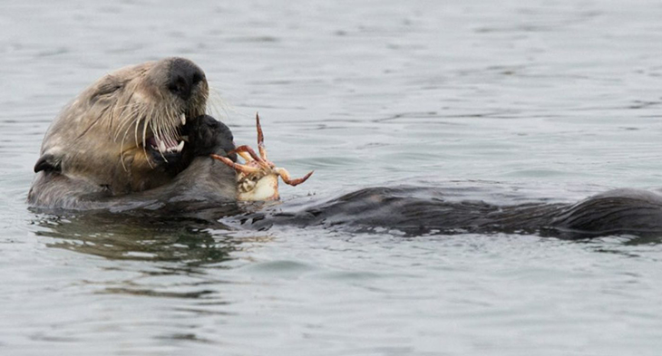 Sea Otters’ Consumption Of Crabs Off Degraded Coastline Leads To 90% Reduction In Erosion And Restores Balance