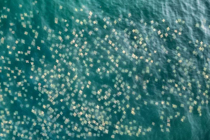 Drone Captures Incredible Fever Of Rays That Look Like Tossed Confetti In Water