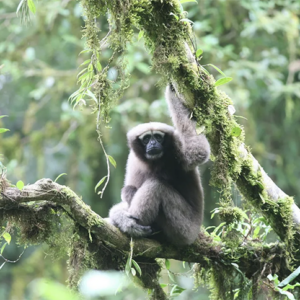 A Population Of Skywalker Gibbons Living In Myanmar, Delighting Conservationists
