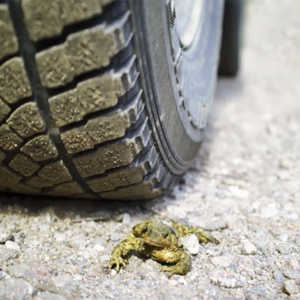 Volunteer Organization Works To Stop Amphibian Roadkill, Saving 45,000 Toads From Roadway Deaths