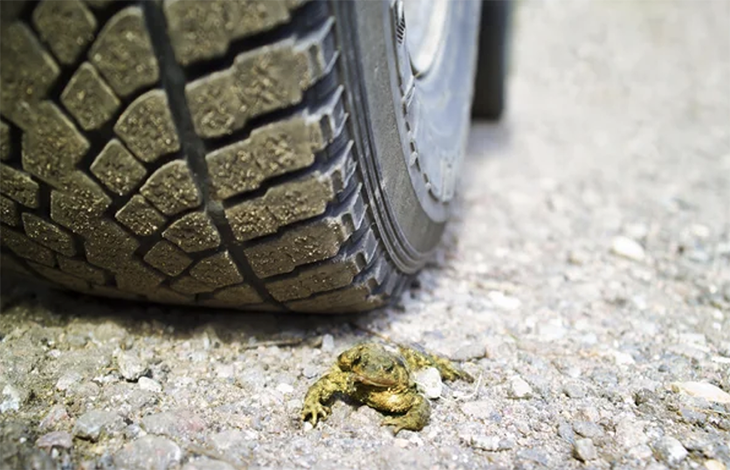 Volunteer Organization Works To Stop Amphibian Roadkill, Saving 45,000 Toads From Roadway Deaths