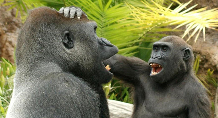 Researchers Look At All 4 Types Of Apes And Realize They All Have A Sense Of Humor Similar To Humans