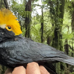 ‘Lost Bird’ Not Seen In 2 Decades Finally Captures By Scientists From University Of Texas At El Paso