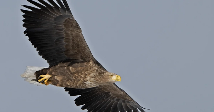 Belgium Finally Sees White-Tailed Eagle Nest And Breed