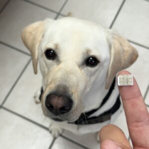 Child Predators In Oklahoma May Get Sniffed Out By Trained Canines