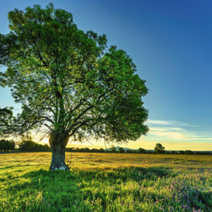 Ash Tree DNA Sparks Unexpected Evolutionary Fightback After Deadly Woodland Collapse