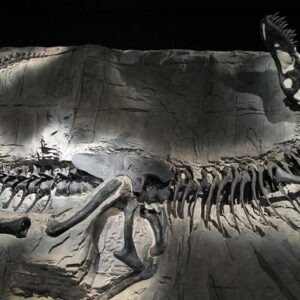 Rediscovering Dinosaurs: How Forgotten Fossils ‘Left In Museum Drawer’ Are Rewriting Paleontology
